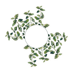 Fototapeta premium Round ornamental design of lemon balm twigs and leaves, isolated on white. Melissa officinalis asymmetric foliage wreath. Herbal graphic element for invitations, cards and texts. Watercolour illustrat