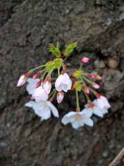 雨に濡れる幹に咲く桜の花