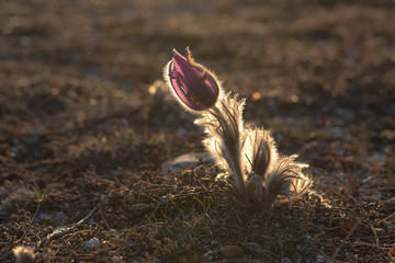 Dream-grass or Pulsatilla patens blooms in the forest in the mountains in spring. Dream-grass close-up, natural spring background. Pulsatilla, in the selective focus.