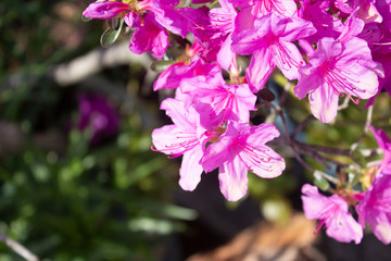 Flowers blooming in spring in korea
한국 봄에 피는 꽃