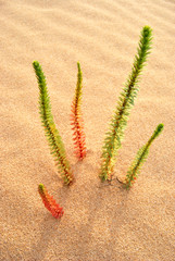 dry grass on the beach