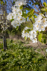 Apple tree blooming orchard. White flower. Spring. 