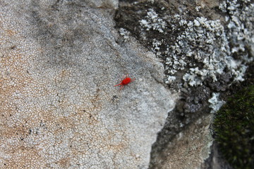 red spider on the stone