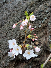 雨に濡れる幹に咲く桜の花