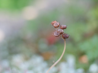 Seedhead