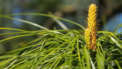 Spring green young Christmas tree needles Christmas tree nature
