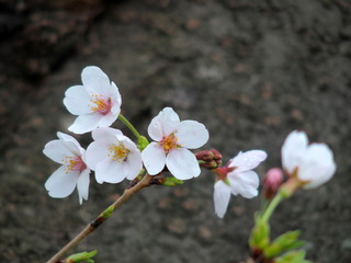 雨に濡れる幹に咲く桜の花