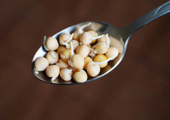 Sprouted peas in a metal spoon close-up on a brown background