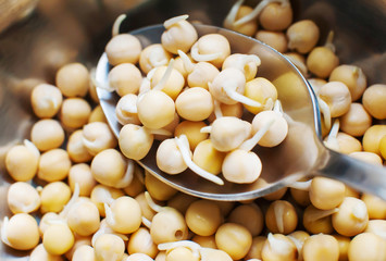 A lot of yellow sprouted peas and a metal spoon close-up, top view