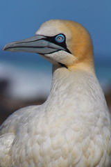 Cape Gannet close up