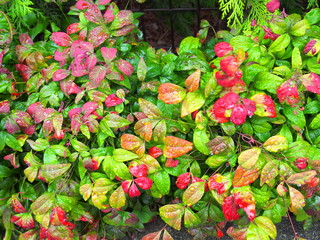 春の雨に濡れる植え込みのオタフクナンテン