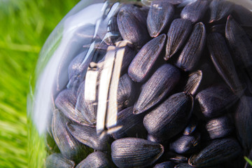 pickled sunflower seeds for sowing in a glass container