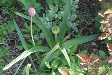 Obraz premium Allium gigantum amaryllidaceae flower macro