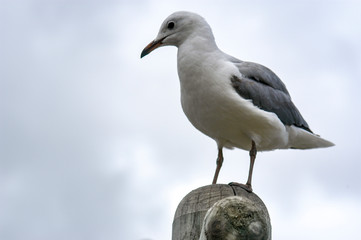Seagulls in Hout Bay, South Africa