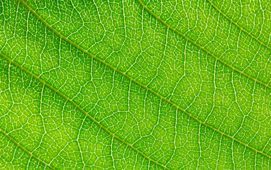 Fototapeta na wymiar foglia, verde, venatura, nervature, macro