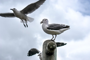 Seagulls in Hout Bay, South Africa