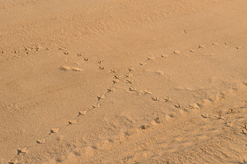 huellas de aves acuáticas sobre la arena de la playa Marbella Andalucía España