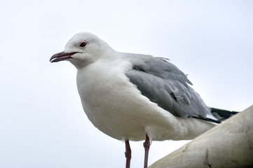 Fototapeta premium Seagulls in Hout Bay, South Africa