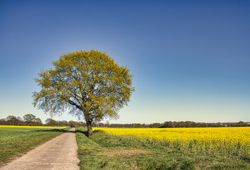 Fototapeta premium einsamer Baum