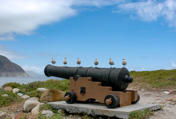 Fototapeta na wymiar Seagulls standing on cannon in a line, Hout Bay, South Africa