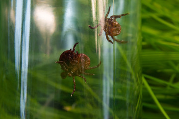 tick in a glass bottle on a background of grass