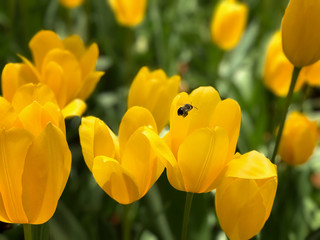 Obraz premium bee collecting pollen from tulips