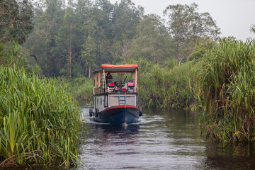 Obraz premium Pangkalan Bun, Mendawai, Central Kalimantan, Indonesia : klotok, traditional living wooden boat with tourists in green narrow water channel of Tanjung Puting national park. Monkey tour 