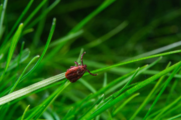 tick at the tips of plants ready to grab onto the victim