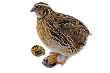 Laying hen of domesticated quail with eggs isolated on white background