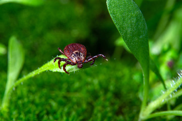 tick at the tips of plants ready to grab onto the victim