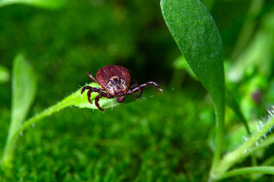 tick at the tips of plants ready to grab onto the victim