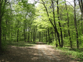 Obraz premium forest sunny day 