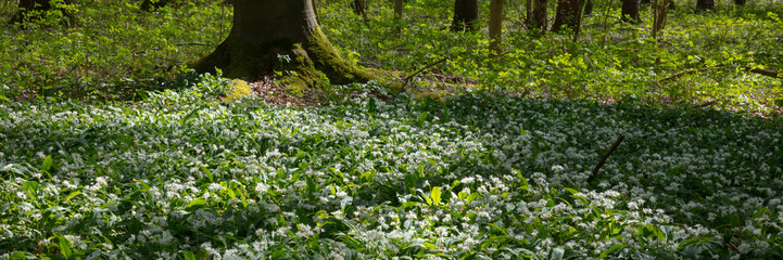 Blühender Bärlauch (Allium ursinum), Münsterland, Nordrhein-Westfalen, Deutschland, Europa