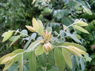 Drumstick tree, Kelor, merunggai (Moringa oleifera)