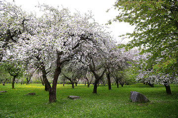 Flowering apple trees in Loshitsky park in the city of Minsk, Belarus