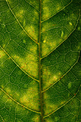 green leaf texture