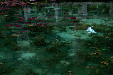 綺麗な池を泳ぐ魚