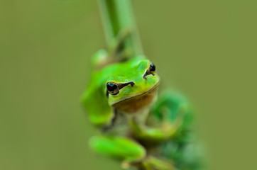macro photo of frog standing on green grass