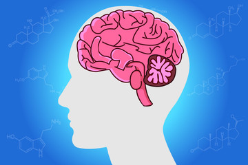 The circadian rhythms are controlled by circadian clocks or biological clock these clocks tell our brain when to sleep, tell our gut when to digest and control our activity in several day.