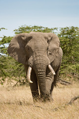 Fototapeta premium African Elephant walking in the bush of the Maasai Mara, Kenya