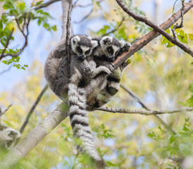 ring tailed lemur on tree 