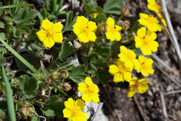 Many yellow spring cinquefoil flowers