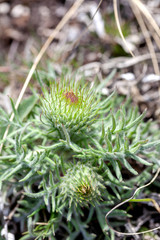 young thistle grows in a meadow