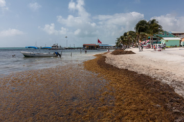 seaweed pollution brown sargassum  algae on the paradise white beach natural disaster 