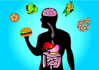 Human digestive system vector illustration. 