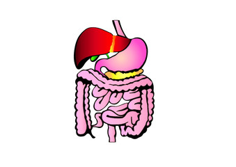 Human digestive system vector illustration. 