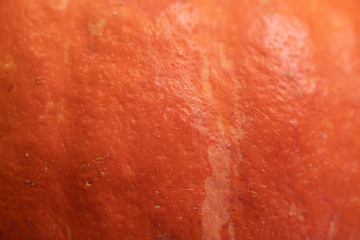 Autumn orange Pumpkin Thanksgiving closeup