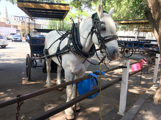 Fototapeta premium Horse for carriage tour historic district charleston south carolina