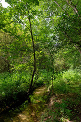 Fototapeta na wymiar Ru des Vaux river in the Chevreuse valley regional nature park