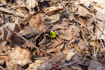 Green sprout breaks through with foliage